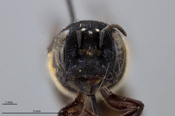 Media type: image;   Entomology 791077 Aspect: head frontal view